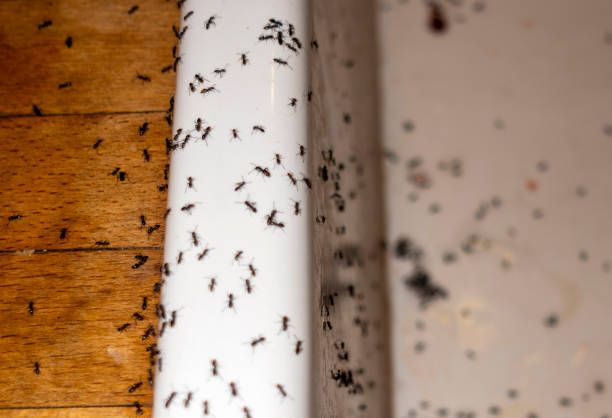 Best Termite Control Services  in Grill, PA